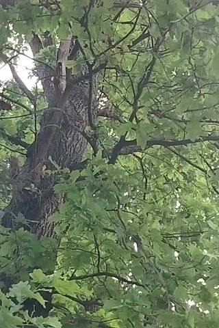 The video shows a squirrel sitting on a branch of a large oak tree. The squirrel is light brown and appears to be eating or grooming itself. The tree is covered in lush green leaves, and the sun is shining through the branches, creating dappled light. The video is shaky and unclear, suggesting it was taken by hand.
