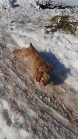 A short video shows a small, brown, long-haired dog running in a snowy, muddy yard. The ground is a mix of packed snow, ice, and mud.  A weathered, wooden fence or wall is on the left. In the beginning of the video, the shadow of a person holding the camera is visible. The dog runs past the camera and down the path, disappearing into the shadows of a lean-to building. Garden tools such as a shovel and hoe are visible in the background.