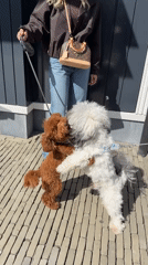 Person walks two dogs on Lelystad sidewalk
