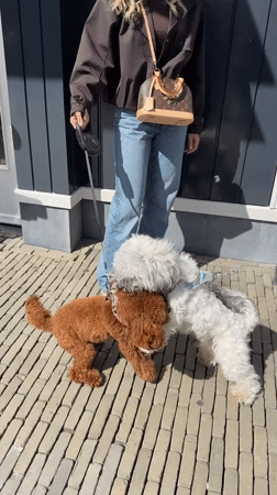 Person walks two dogs on Lelystad sidewalk