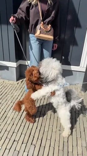 Person walks two dogs on Lelystad sidewalk