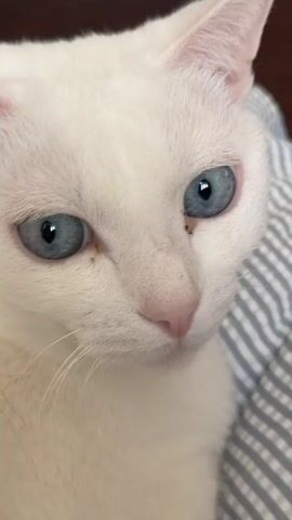 The video shows a close-up of a white cat with pale blue eyes. The cat's face is positioned near a blue and white striped surface. The cat looks downwards with a soft gaze, then turns its head to the side. A few small dark spots are visible near its eyes. The cat's fur is short and smooth, and its nose is pink.