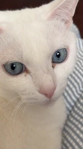 White cat with blue eyes rests indoors in Kawasaki