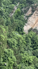 Early morning forest scenes documented at Zhangjiajie National Park