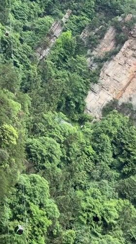Early morning forest scenes documented at Zhangjiajie National Park