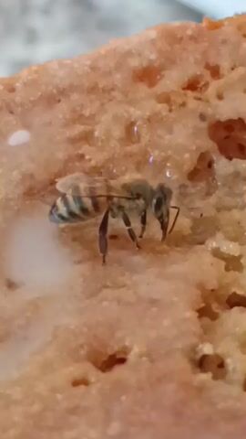A bee is shown feeding on a piece of baked goods. The bee has black and yellow stripes on its abdomen and is positioned in the center of the frame. The baked good is a light brown color with a slightly rough texture and appears to have some white, creamy substance on its surface, which the bee is consuming. The background is blurred, suggesting a shallow depth of field.