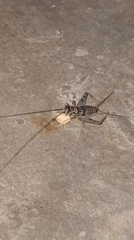 Cave cricket feeding behavior documented in Indonesian village