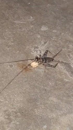 Cave cricket feeding behavior documented in Indonesian village