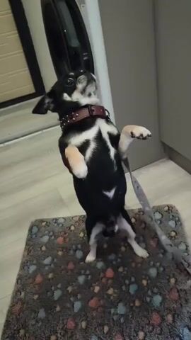 The video shows a small black and white dog standing on its hind legs on a patterned rug. The dog is wearing a brown studded collar and is looking upwards. A grey and white patterned leash is visible, draped over the dog's back and extending to the right. Behind the dog, to the left, is a white appliance, likely a washing machine, with a black circular door. To the right of the dog, a gray wall meets a light-colored floor. The dog's front paws are raised in the air, and its head is tilted back as it appears to be looking at something above. The dog then transitions to sitting down.