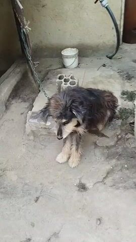 The video shows a medium-sized, shaggy dog chained outside. The dog has predominantly black fur with tan markings on its legs and face. It is standing on a concrete step in what appears to be a courtyard or backyard, with light grey concrete paving the area. Behind the dog, there's a cream-colored wall, a metal object possibly a bicycle, a white bucket, and a concrete block with circular openings. A garden hose is also visible against the wall. The dog looks up briefly and then bows its head down. The dog is wearing a metal chain collar with a lead. The scene appears to be outdoors and during the day.
