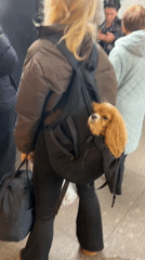 Woman carries puppy in backpack at Saint Petersburg subway