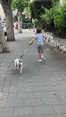 A young boy wearing a light blue t-shirt and grey shorts walks a white and black dog on a leash down a paved sidewalk. The dog is walking ahead of the boy. Trees line the left side of the sidewalk, and a low stone wall with greenery on top borders the right side. In the background, there are buildings and parked cars. The boy appears to be jogging slightly.