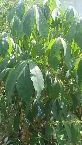 The video shows a close-up, slightly shaky view of a plant with large, green, palmate leaves. The plant is dense and appears to be outdoors, with some dappled sunlight hitting the leaves. The background is out of focus, but appears to be other vegetation and possibly some debris on the ground. The camera angle is steady, and there is no visible movement other than the slight camera shake.