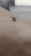 Striped wasp observed resting on person in Vietnam