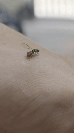 Striped wasp observed resting on person in Vietnam