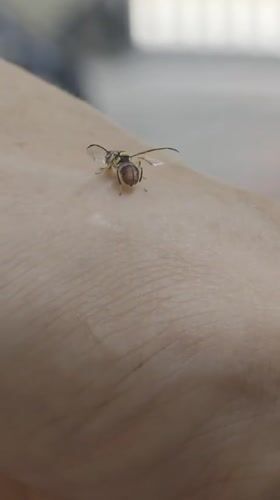 Striped wasp observed resting on person in Vietnam