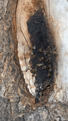 Bee colony documented in tree trunk cavity in Montenegro