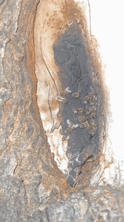 Bee colony documented in tree trunk cavity in Montenegro