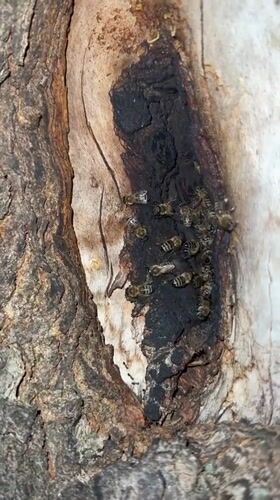 Bee colony documented in tree trunk cavity in Montenegro