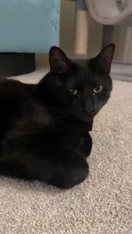 A black cat is lying on a carpeted floor. The cat is looking towards the camera. In the background, there is a blue couch and a cat tree. The lighting is dim. The video is short and primarily consists of the cat looking at the camera, with a slight blur or movement occurring around the 00:01 and 00:04 second marks.