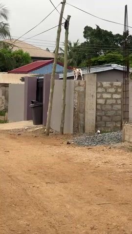 The video shows a white and brown short-haired dog standing on a concrete block wall in a residential area. The dog appears alert and is looking directly at the camera. The wall is part of a fence that separates a property from a dirt road. There are houses visible in the background, some with corrugated metal roofs. Wooden poles are positioned near the wall. The lighting suggests it is daytime, and the weather appears overcast.