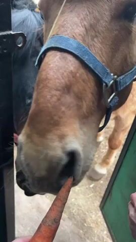 A close-up video shows two horses, presumably in a stable in Yumatovo, Russia. The first horse, visible at the beginning, is light brown or chestnut with a light blonde mane and is wearing a blue halter. Its muzzle is very close to the camera. The video then pans slightly to reveal a second horse, which is dark brown or black and wears a red halter. Both horses' muzzles are prominently featured as they look towards a person's hand.

The activity involves a person interacting with the horses. The person's hand is visible, pointing at each horse in turn. A voice speaking Russian identifies the horses, saying "Это Буян" (This is Buyan) while pointing at the first horse, and then "Это Фузя" (This is Fuzya) while pointing at the second horse. The horses appear calm and attentive to the person. The ground beneath them has straw or hay, indicating an indoor stable environment. There is a green door or gate partially visible on the right side of the frame. No text is visible in the video. The interaction appears gentle and friendly.
