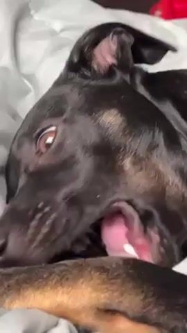 A black dog is lying on its side on a white blanket. The dog has tan markings on its leg. The dog yawns and then begins licking its leg.