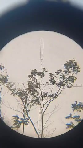 The video shows a view through a scope, with a reticle overlayed on an image of trees and branches. The reticle has horizontal and vertical lines with tick marks, suggesting it is a targeting scope. The trees are silhouetted against a bright, possibly overcast sky. The image is slightly blurry, consistent with a zoomed-in view through optics. There are no people or animals visible in the frame. The environment appears to be outdoors, with vegetation.