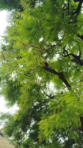 Here is a concise description of the video:

The camera looks up into the canopy of a tree with lush, green foliage. The branches are dark and gnarled, contrasting with the vibrant green leaves. The sky is visible through gaps in the leaves, suggesting a bright or overcast day. The focus is on the textures and patterns created by the leaves and branches.