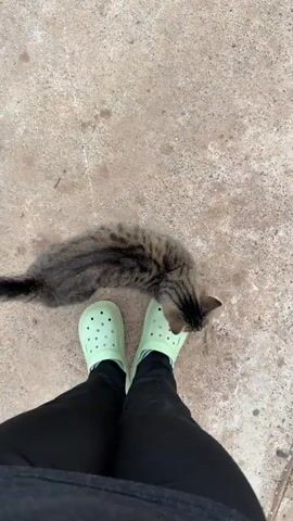 The video shows a person wearing black pants and light green Crocs standing on a concrete surface. A tabby cat is walking around the person's feet. The cat has grey and black stripes and a bushy tail. The person is standing still, and the cat is exploring the area. The concrete surface appears to be outdoors, possibly a sidewalk or patio. The lighting suggests it is daytime. The overall mood seems calm and relaxed, with the cat showing curiosity towards the person. There is no visible text in the video. The location context is Чайковская, Russia.