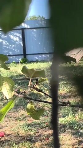 The video shows a backyard scene through the leaves of a tree. In the background, there is a white fence, a large tarp-covered structure, and a bush. The ground is covered in grass and fallen red apples. A tan dog is briefly visible in the distance, near the fence, and then disappears. The video appears to be shot during the daytime.