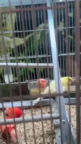 The video shows a birdcage containing several small birds. The cage is rectangular and made of metal bars. Inside the cage, there are several birds with a mix of yellow, brown, and red feathers. The floor of the cage is covered in a light-colored bedding. There are also some toys and perches inside the cage. The camera moves around the cage, showing the birds from different angles. A person speaks Turkish.