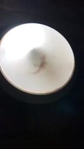 From a low angle, the video shows a cylindrical light fixture mounted on a dark surface. A small lizard is trapped inside the fixture against the opaque diffuser. The light illuminates the lizard, making it appear light pink against the bright white background of the diffuser. The lizard is in focus, but its exact position within the cylinder is hard to determine.