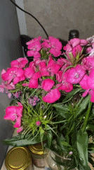 Colorful flower bouquets documented indoors in Sirius, Russia