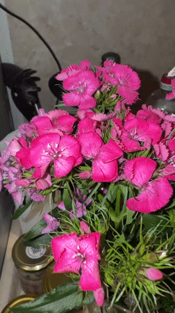 Colorful flower bouquets documented indoors in Sirius, Russia