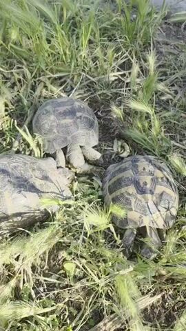 Three turtles are in a patch of grass and hay. The turtles are light brown and black. They are motionless. The grass and hay are green and brown. The lighting is bright.