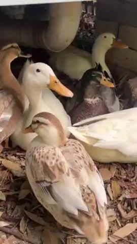 The video shows a group of domestic ducks resting under a shaded area with brick supports. Some of the ducks are standing on a concrete surface with fallen leaves scattered around. The ducks have various plumage colors, including white, brown, and black. One duck is preening its feathers under a small green and blue plastic chair. The environment appears to be a backyard or garden setting.