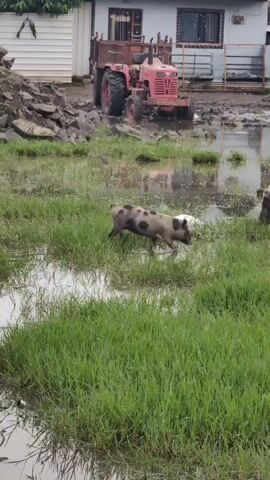The video shows two pigs in a grassy, flooded area. The larger pig, a sow, has dark brown fur and is grazing. A smaller piglet, with a spotted coat of black and tan, is also grazing nearby. In the background, a red tractor is parked near a building. The ground is muddy and waterlogged, with puddles reflecting the sky. The overall environment appears to be rural or semi-rural.