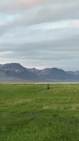The video captures a person running across a vast, vibrant green grassy field under an overcast sky. In the background, a majestic range of dark mountains, some with visible snow patches on their peaks, dominates the horizon. A body of water, likely a lake or bay, separates the field from the base of the mountains.

The lone individual, dressed in dark pants and a light-colored top, begins running from the left side of the frame, moving across the field. They maintain an energetic pace, running first across the frame, then briefly towards the camera, and finally away into the distance. The camera follows their movement, emphasizing the expansive nature of the landscape.

As the person runs further away, they become a smaller figure against the immense backdrop of the natural environment. Towards the end of the clip, they slow from a run to a walk, eventually appearing as a tiny, solitary presence within the grand scale of the field and mountains. The overall scene conveys a sense of freedom and the powerful beauty of the Icelandic wilderness in Búðir, Iceland. There is no visible text.
