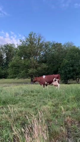 A brown and white cow stands in a grassy field. It is facing left and looking down. The cow is partially obscured by tall grass. In the background, there is a line of trees and a fence. The sky is blue with some clouds.