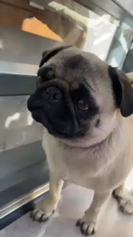 The video shows a Pug dog standing indoors next to a metallic shelf or counter. The dog is light beige with a dark muzzle. The dog looks up and to the side. The dog is briefly pet. The speaker says, "Natalie."