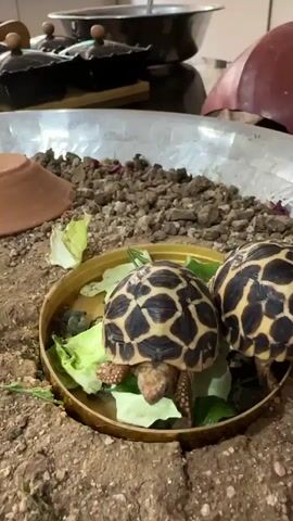 The video shows two small, star-patterned tortoises eating lettuce from a yellow lid. They are in a terrarium with brown soil, small rocks, and some scattered leaves. A clay pot is in the background. Kitchen items, including metal bowls and dark pots, are visible in the background on a counter.