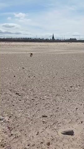 A medium-sized, light-brown dog runs across a wide, sandy beach towards the right of the frame. The dog is in mid-stride, with its tail trailing behind. In the background, a low, gray wall runs horizontally across the scene, topped with a row of indistinct structures. A tall, dark spire, characteristic of a church, rises above the structures on the right side of the wall. The sky above is a pale blue with scattered white clouds. The ground is composed of sand and small pebbles.