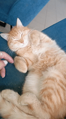 Morning moments: sleeping cat, foggy drive in Novyi, Russia