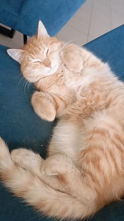 Morning moments: sleeping cat, foggy drive in Novyi, Russia
