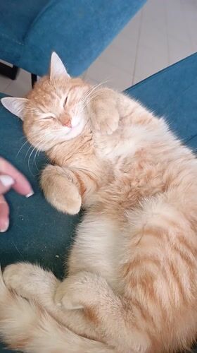 Morning moments: sleeping cat, foggy drive in Novyi, Russia