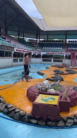 A shirtless man wearing black shorts stands in a shallow pool filled with light blue water, holding a blue hose connected to a water source. He is spraying water from the hose onto a yellow platform in the center of the pool. The platform is surrounded by rocks and a red-brown structure with a yellow warning sign featuring a circular symbol. Several crocodiles are lying on the yellow platform and in the surrounding water. The pool appears to be part of an enclosure with tiered seating in the background, suggesting a performance or exhibition area. The overall environment seems to be an outdoor crocodile farm or zoo.