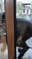 Dog plays around Bulgarian home while owner bakes cupcakes