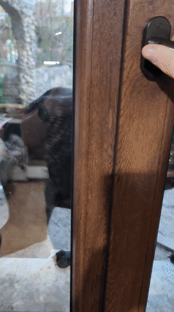 Dog plays around Bulgarian home while owner bakes cupcakes