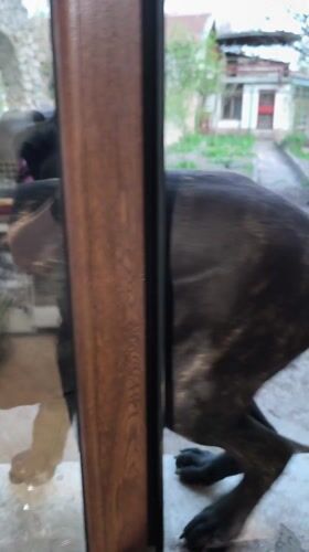 Dog plays around Bulgarian home while owner bakes cupcakes